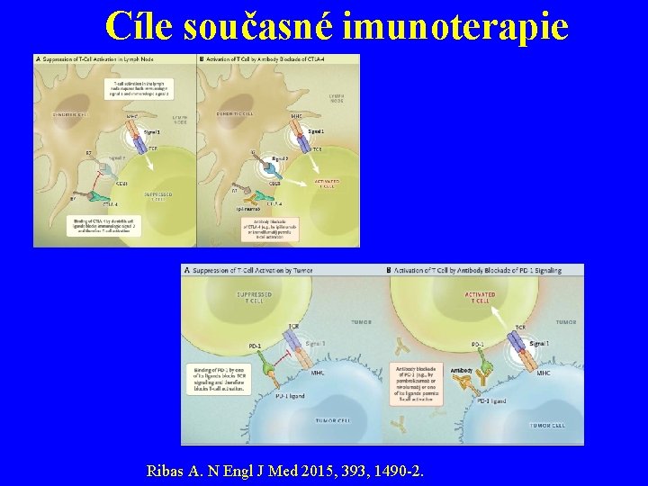 Cíle současné imunoterapie Ribas A. N Engl J Med 2015, 393, 1490 -2. 