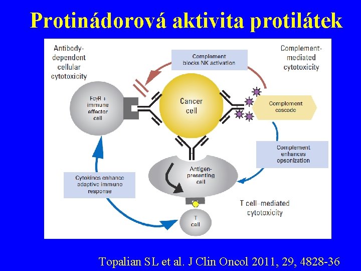 Protinádorová aktivita protilátek Topalian SL et al. J Clin Oncol 2011, 29, 4828 -36