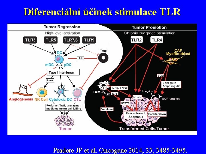 Diferenciální účinek stimulace TLR Pradere JP et al. Oncogene 2014, 33, 3485 -3495. 