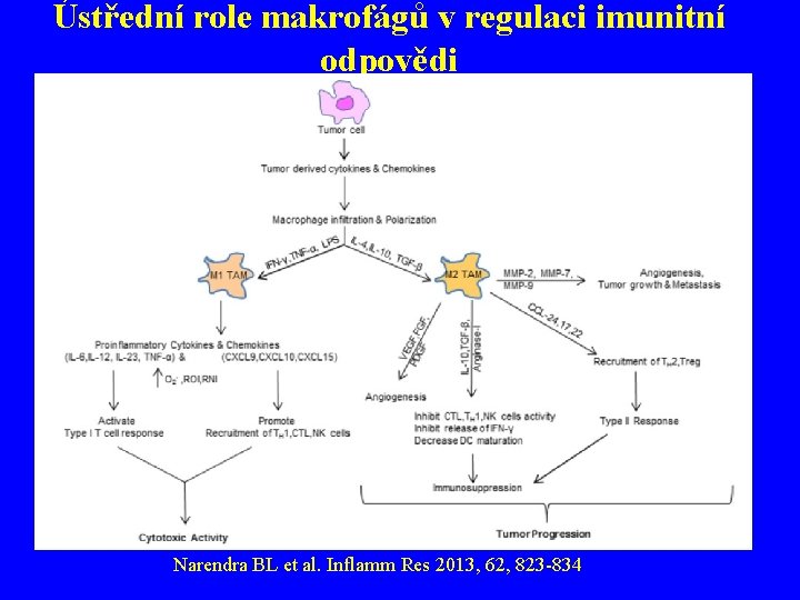 Ústřední role makrofágů v regulaci imunitní odpovědi Narendra BL et al. Inflamm Res 2013,
