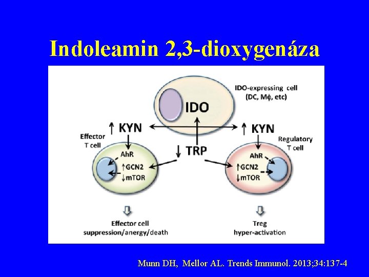 Indoleamin 2, 3 -dioxygenáza Munn DH, Mellor AL. Trends Immunol. 2013; 34: 137 -4
