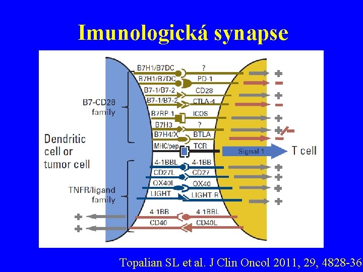 Imunologická synapse Topalian SL et al. J Clin Oncol 2011, 29, 4828 -36 