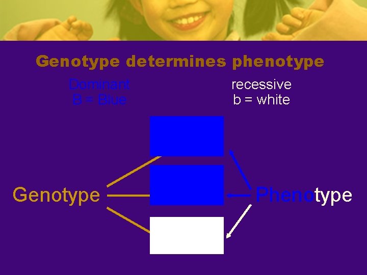 Genotype determines phenotype Dominant B = Blue recessive b = white Blue BB Genotype