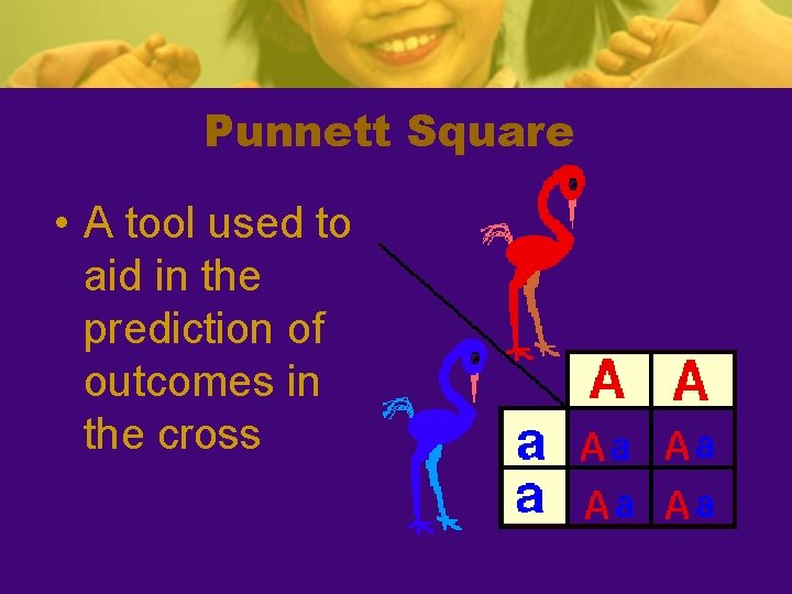 Punnett Square • A tool used to aid in the prediction of outcomes in
