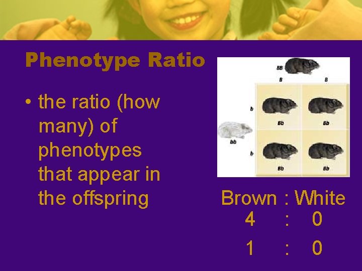 Phenotype Ratio • the ratio (how many) of phenotypes that appear in the offspring