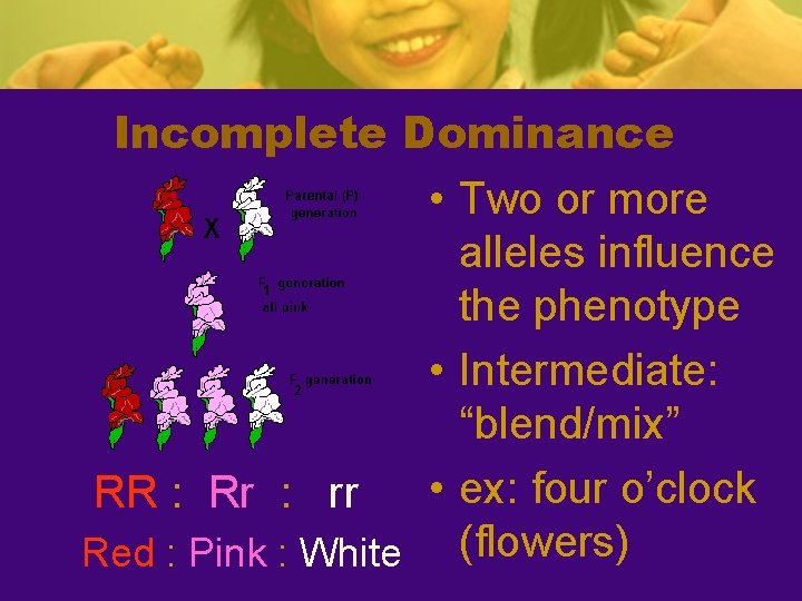 Incomplete Dominance • Two or more alleles influence the phenotype • Intermediate: “blend/mix” •