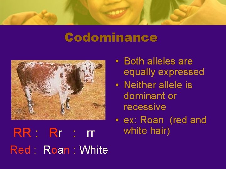 Codominance RR : Rr : rr Red : Roan : White • Both alleles