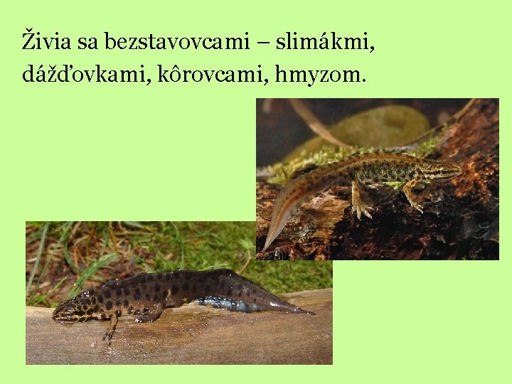Živia sa bezstavovcami – slimákmi, dážďovkami, kôrovcami, hmyzom. 