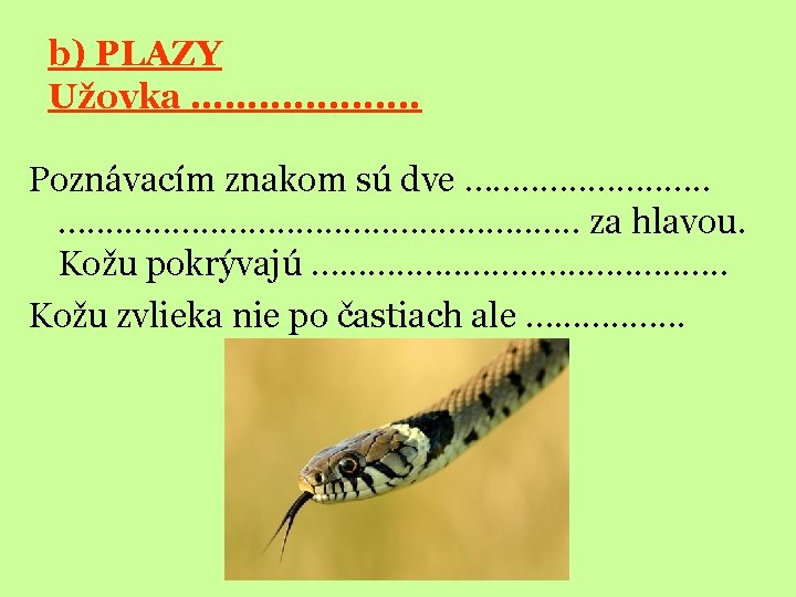 b) PLAZY Užovka …. . . . Poznávacím znakom sú dve …. . .