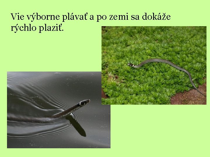 Vie výborne plávať a po zemi sa dokáže rýchlo plaziť. 