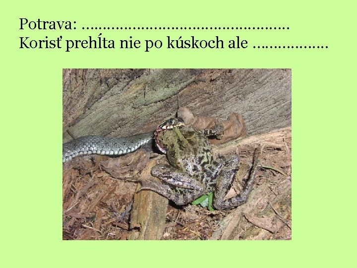 Potrava: …. . . Korisť prehĺta nie po kúskoch ale …. . . .