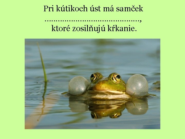 Pri kútikoch úst má samček …. . . . . , ktoré zosilňujú kŕkanie.