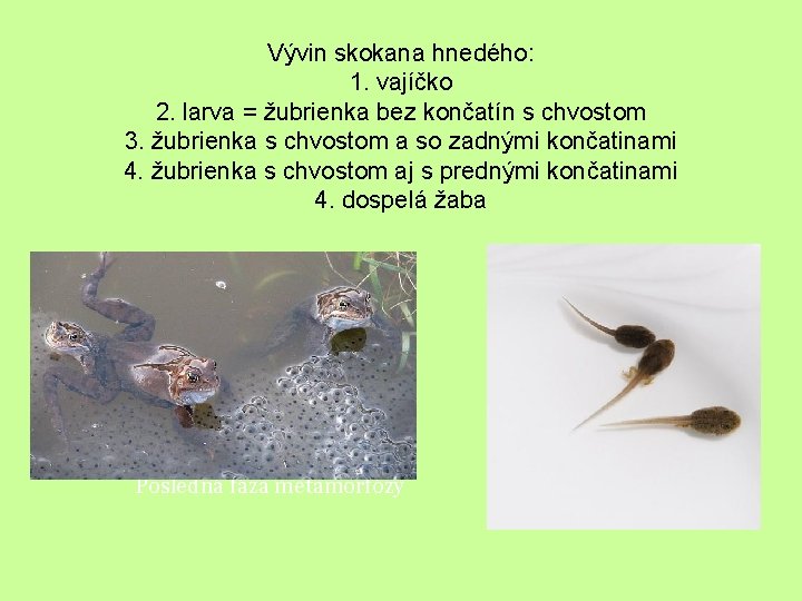 Vývin skokana hnedého: 1. vajíčko 2. larva = žubrienka bez končatín s chvostom 3.