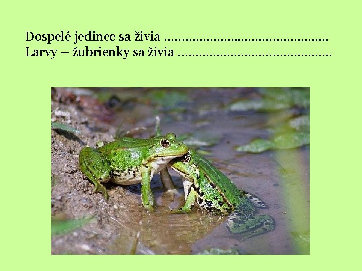 Dospelé jedince sa živia …. . . Larvy – žubrienky sa živia …. .