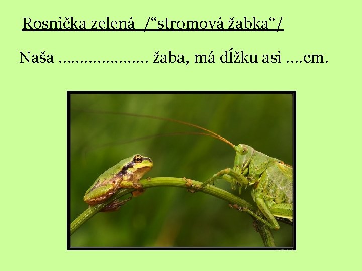 Rosnička zelená /“stromová žabka“/ Naša …. . . . žaba, má dĺžku asi ….