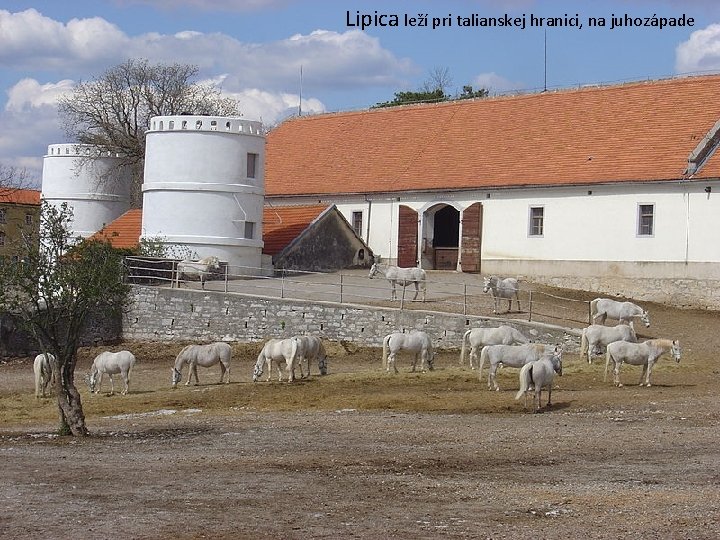 Lipica leží pri talianskej hranici, na juhozápade Lipica-výnimočný chov koní - rok 1580 –žrebčinec