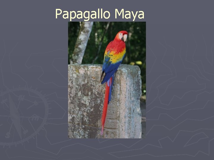 Papagallo Maya 