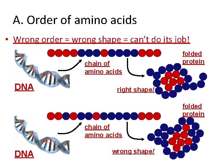 A. Order of amino acids • Wrong order = wrong shape = can’t do
