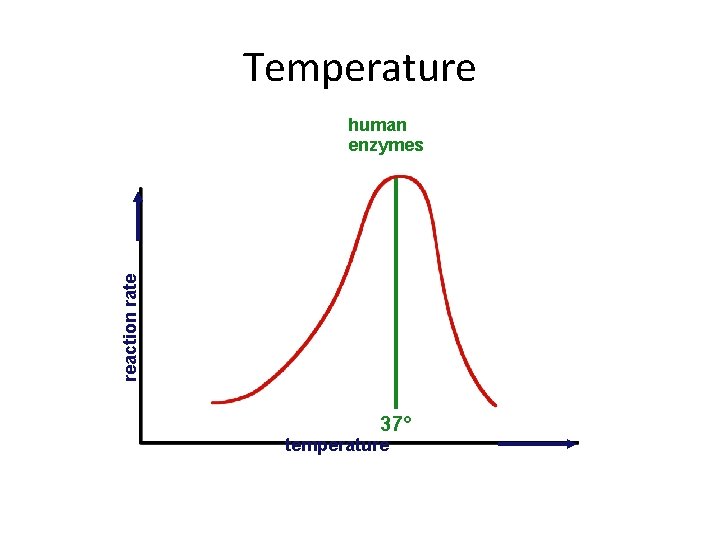 Temperature reaction rate human enzymes 37° temperature 