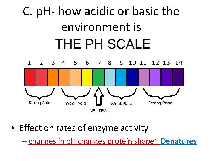 C. p. H- how acidic or basic the environment is • Effect on rates