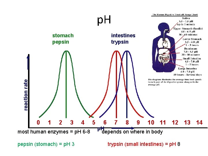 p. H intestines trypsin reaction rate stomach pepsin 0 1 2 3 4 most
