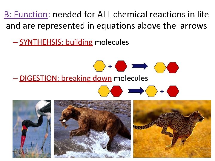 B: Function: needed for ALL chemical reactions in life and are represented in equations