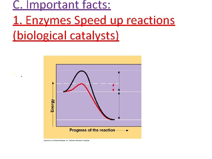 C. Important facts: 1. Enzymes Speed up reactions (biological catalysts) • . 