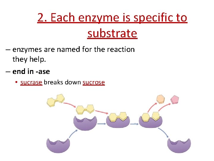 2. Each enzyme is specific to substrate – enzymes are named for the reaction