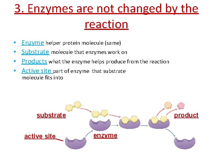 3. Enzymes are not changed by the reaction • • Enzyme helper protein molecule