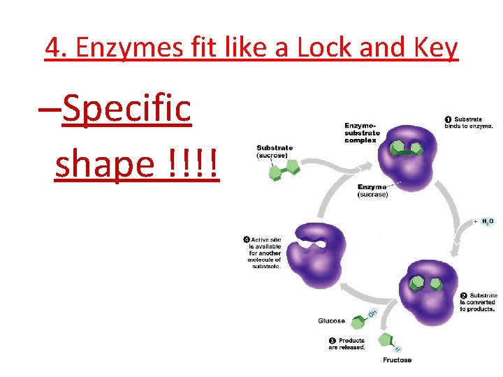 4. Enzymes fit like a Lock and Key –Specific shape !!!! 