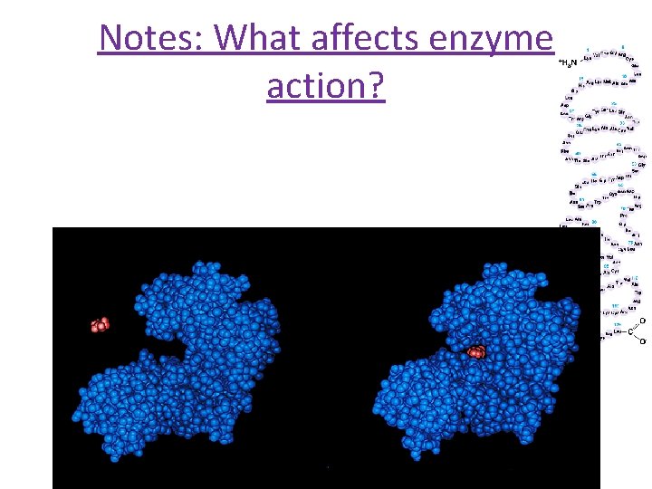 Notes: What affects enzyme action? 