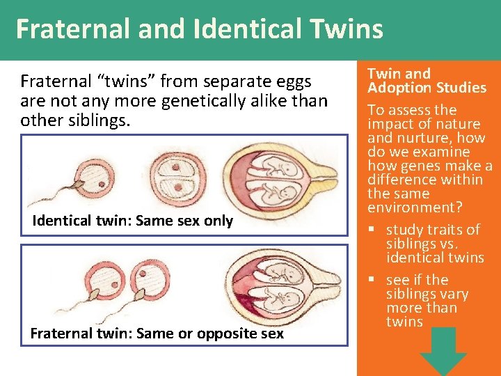 The Biology of Behavior Power Point Presentation by