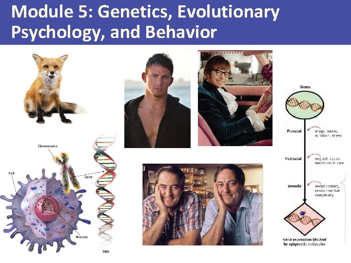 Module 5: Genetics, Evolutionary Psychology, and Behavior 