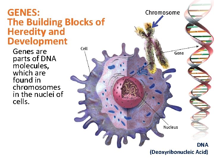 GENES: The Building Blocks of Heredity and Development Genes are parts of DNA molecules,