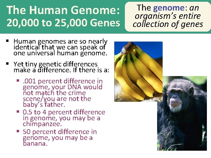 The Human Genome: 20, 000 to 25, 000 Genes § Human genomes are so