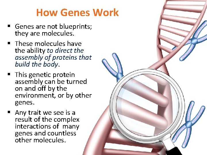 How Genes Work § Genes are not blueprints; they are molecules. § These molecules