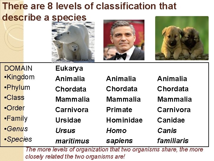 There are 8 levels of classification that describe a species DOMAIN • Kingdom •