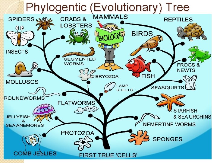 Phylogentic (Evolutionary) Tree 