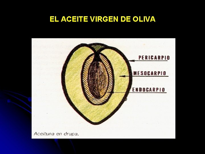 EL ACEITE VIRGEN DE OLIVA 