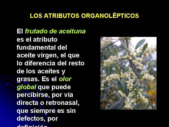 LOS ATRIBUTOS ORGANOLÉPTICOS El frutado de aceituna es el atributo fundamental del aceite virgen,