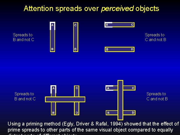 Attention spreads over perceived objects Spreads to B and not C Spreads to C