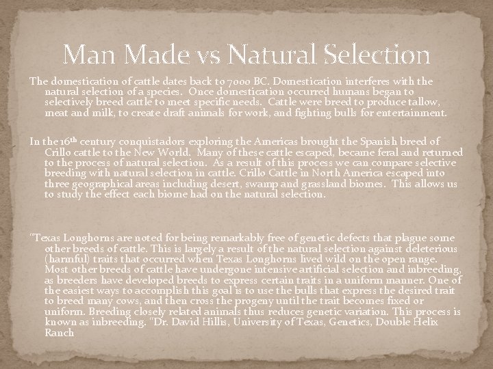 Man Made vs Natural Selection The domestication of cattle dates back to 7000 BC.