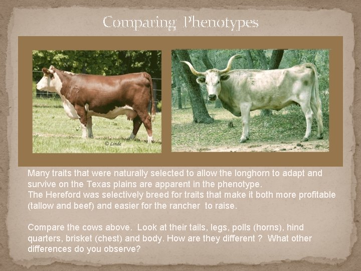 Comparing Phenotypes Many traits that were naturally selected to allow the longhorn to adapt