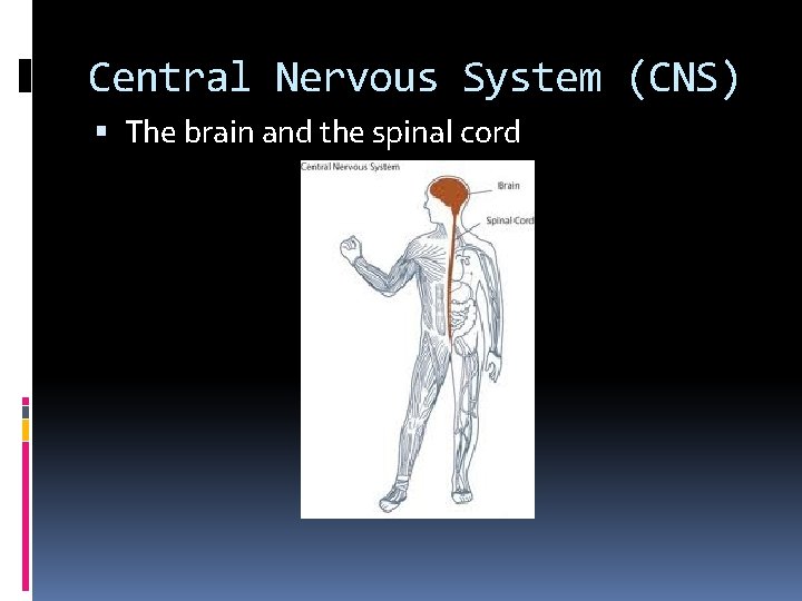 Central Nervous System (CNS) The brain and the spinal cord 