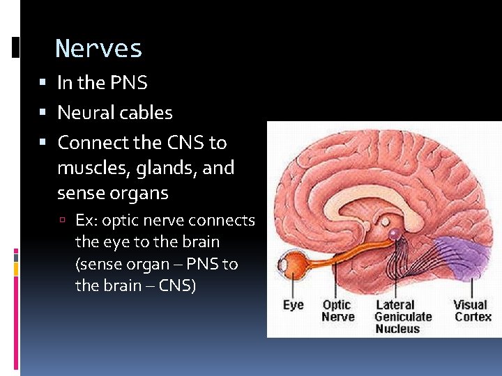Nerves In the PNS Neural cables Connect the CNS to muscles, glands, and sense