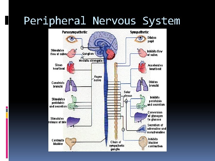 Peripheral Nervous System 