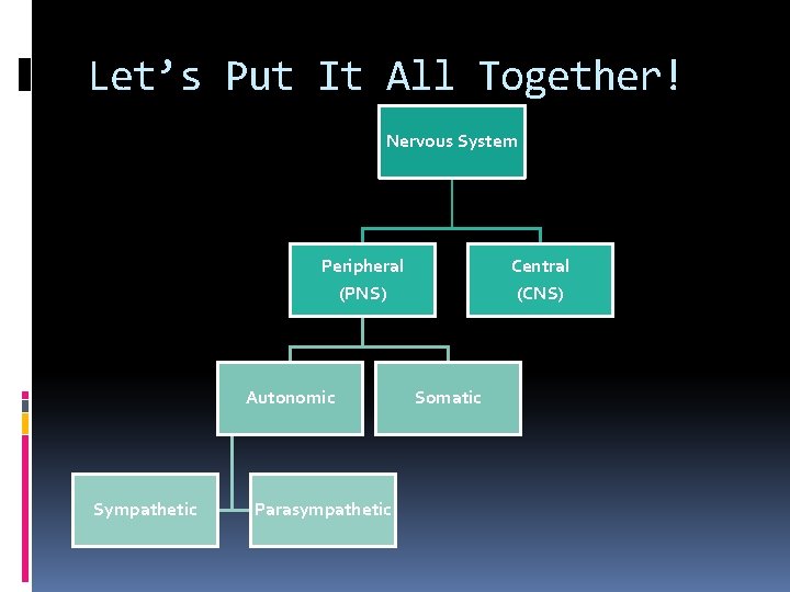 Let’s Put It All Together! Nervous System Peripheral (PNS) Autonomic Sympathetic Parasympathetic Central (CNS)