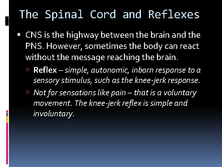 The Spinal Cord and Reflexes CNS is the highway between the brain and the