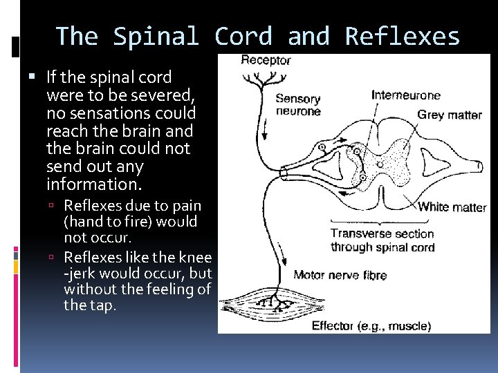 The Spinal Cord and Reflexes If the spinal cord were to be severed, no
