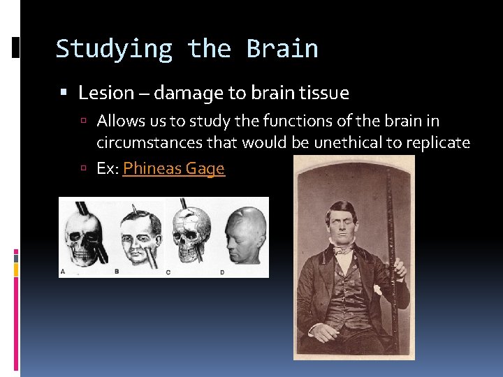 Studying the Brain Lesion – damage to brain tissue Allows us to study the